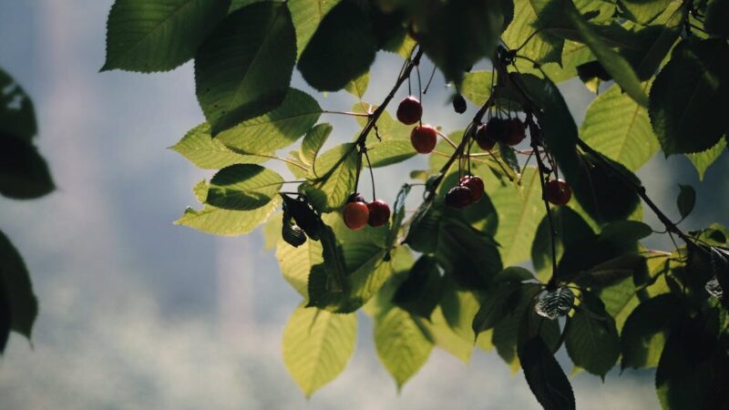 Aronia marja käyttö: Hyödynnä tämä supermarja kaikilla tavoilla!