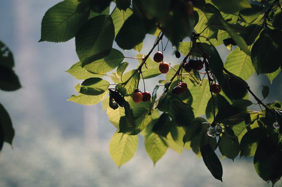 Aronia marja käyttö: Hyödynnä tämä supermarja kaikilla tavoilla!