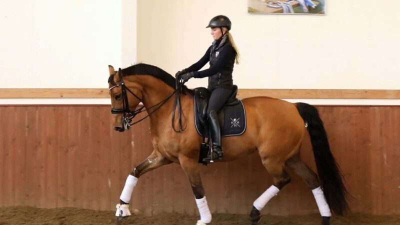 Cothivet käyttö: Tehokkaat Vinkit ja Hyödyt Sen Käytössä 3 Cothivet käyttö: Tehokkaat Vinkit ja Hyödyt Sen Käytössä