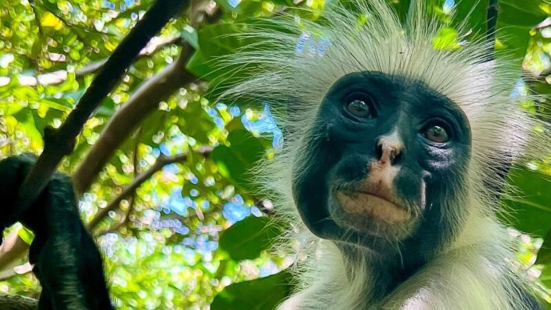 Hunnun käyttö: Vinkkejä ja sovelluksia eri aloilla