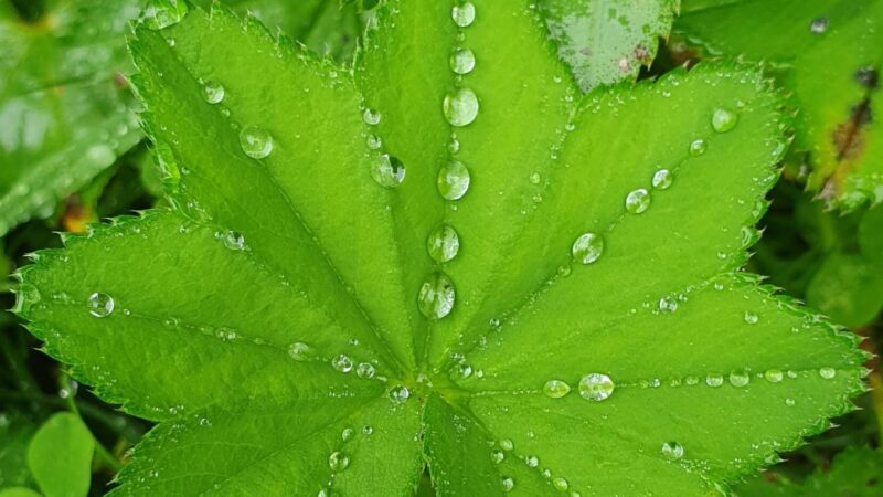 Järvikaislan käyttö: Tehokkaat vinkit ja sovellukset eri aloilla