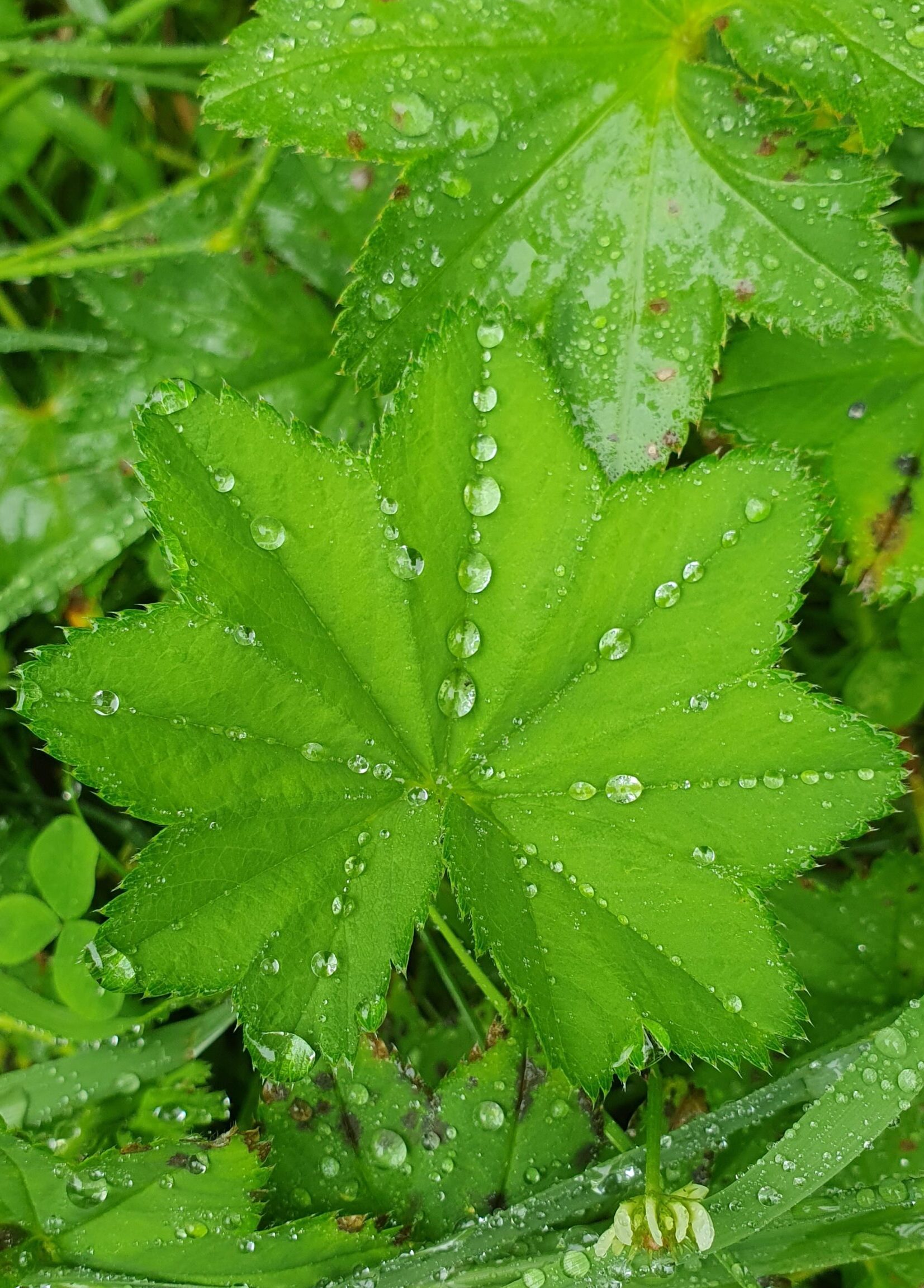Järvikaislan käyttö: Tehokkaat vinkit ja sovellukset eri aloilla
