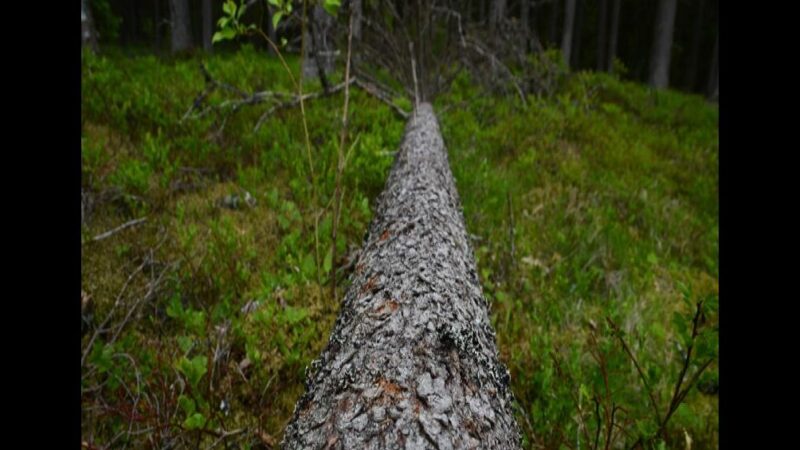 Kirjanpainaja puun käyttö: Tehokkaita vinkkejä ja sovellukset