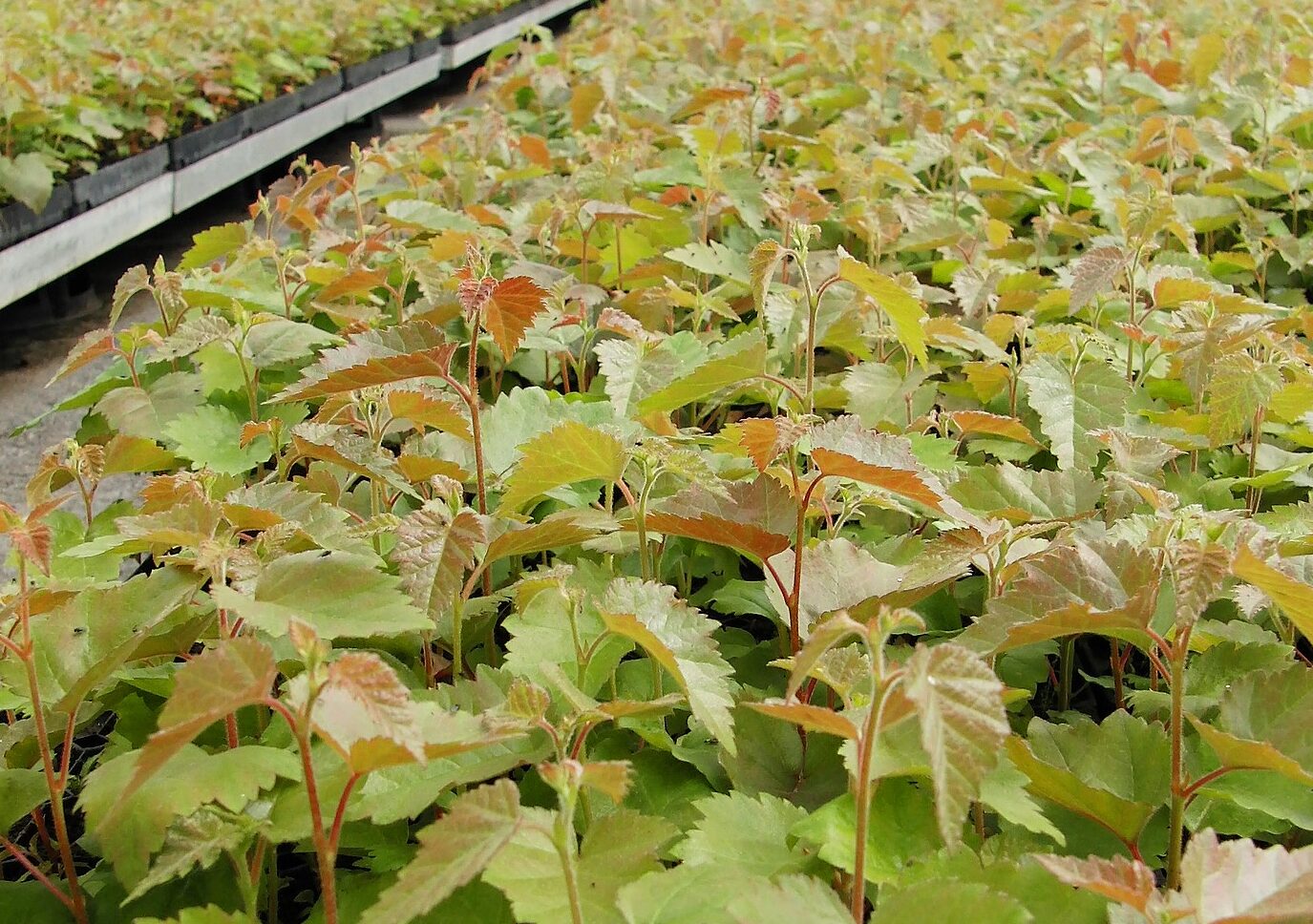 Kontortamänty käyttö: Tehokkaat sovellukset eri aloilla