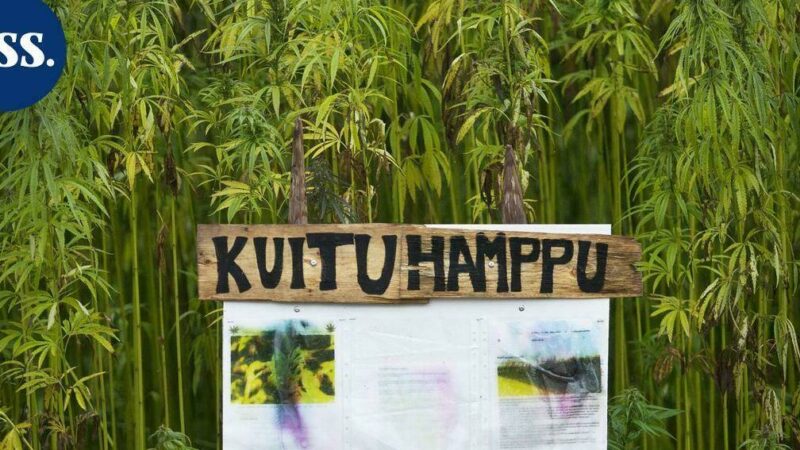 Kuituhamppu käyttö: Innovatiiviset sovellukset eri aloilla