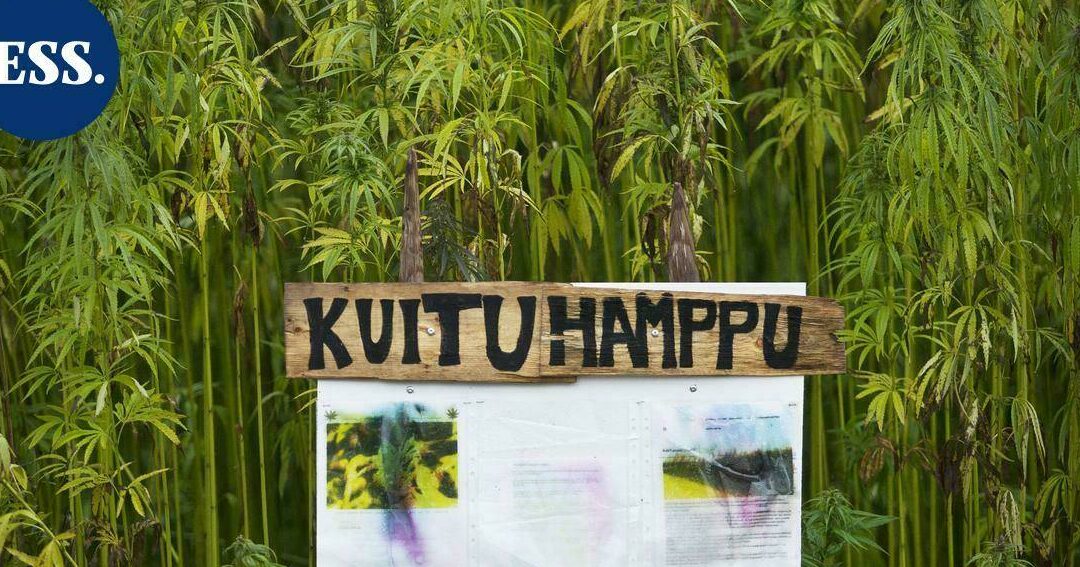 Kuituhamppu käyttö: Innovatiiviset sovellukset eri aloilla