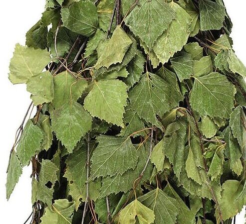 Kuivattu vihta käyttö: Hyödynnä monipuoliset mahdollisuudet!