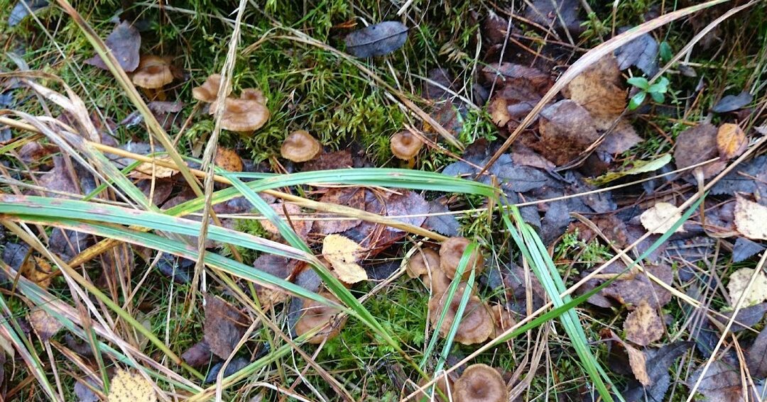 Kuivattujen sienien käyttö: Vinkkejä ja reseptejä herkuille!