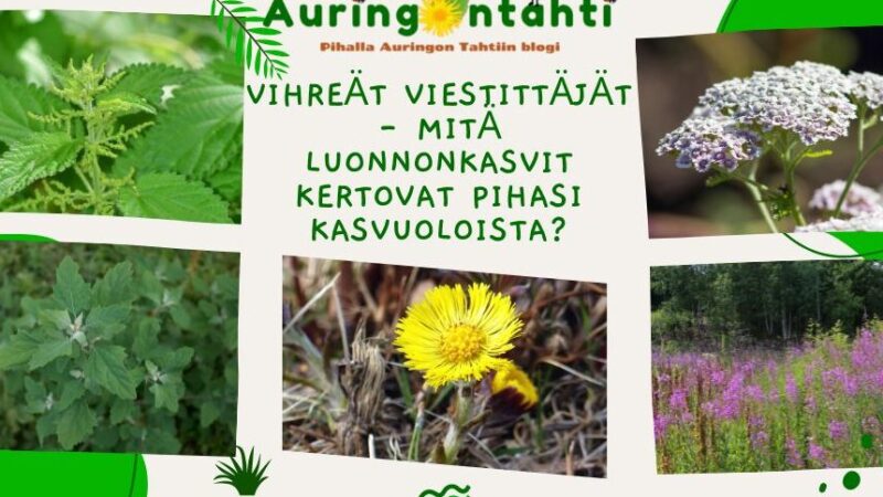 Maitohorsma käyttö: Tehokkaat vinkit ja parhaat käyttötavat