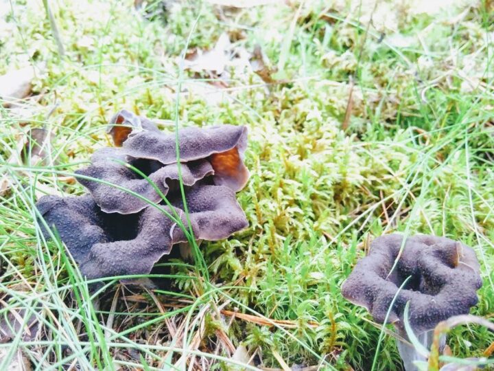 Nokirousku käyttö: Tehokkaat sovellukset eri aloilla