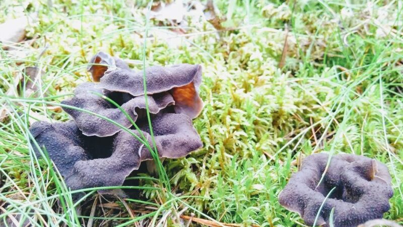 Nokirousku käyttö: Tehokkaat sovellukset eri aloilla