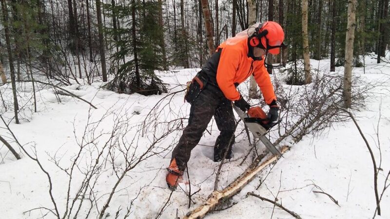 Pihlajan käyttö polttopuuna: Tehokas ja kestävä valinta!