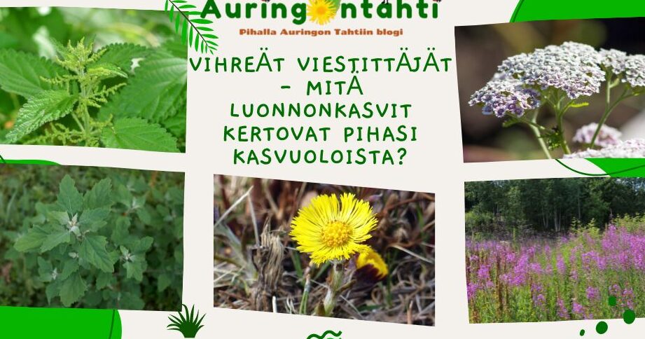 Rantaminttu käyttö: Tehokkaat vinkit ja parhaat käyttötarkoitukset