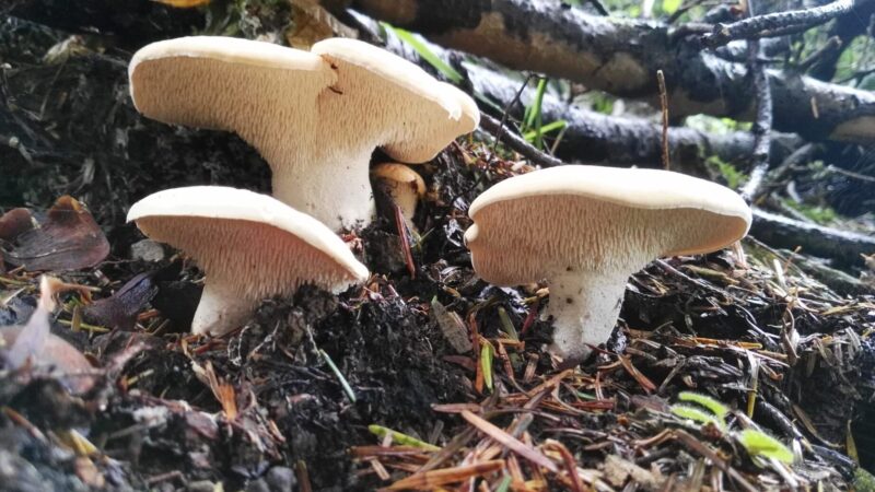 Rusko-orakas käyttö: Tehosta tuotantoasi helposti ja tehokkaasti!