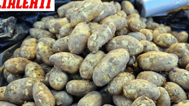 Siikli peruna käyttö: Innovatiiviset tavat hyödyntää perunoita