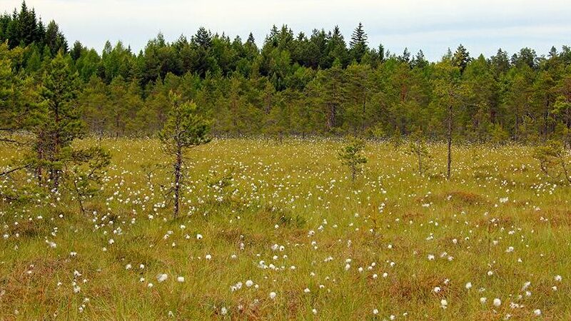 Turpeen käyttö maailmalla: Tehokkuus ja mahdollisuudet eri aloilla