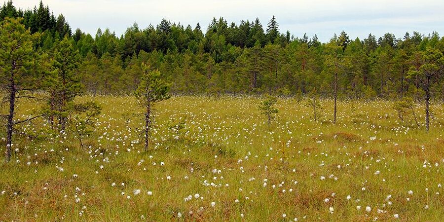 Turpeen käyttö maailmalla: Tehokkuus ja mahdollisuudet eri aloilla