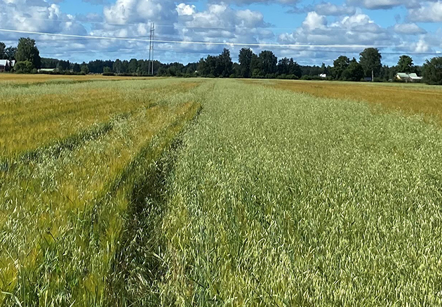 Valkoapila käyttö: Tehokkaat vinkit ja parhaat sovellukset