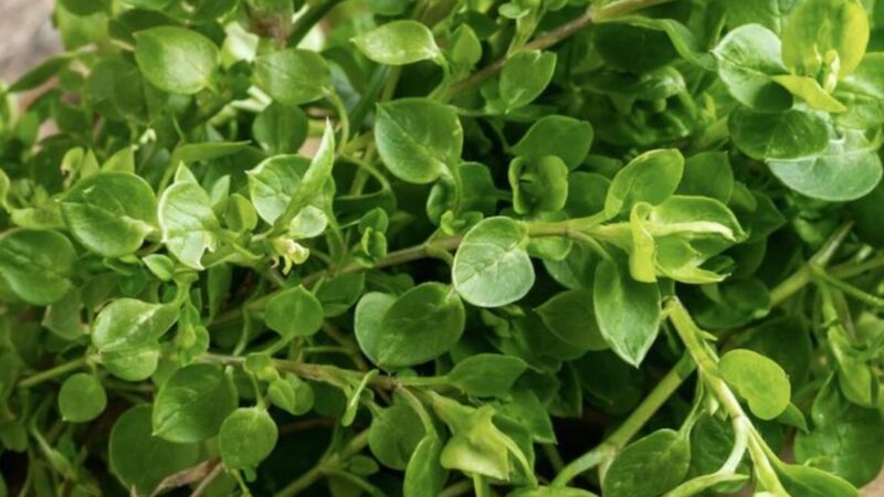 Vesiheinä käyttö: Innovatiiviset sovellukset eri aloilla