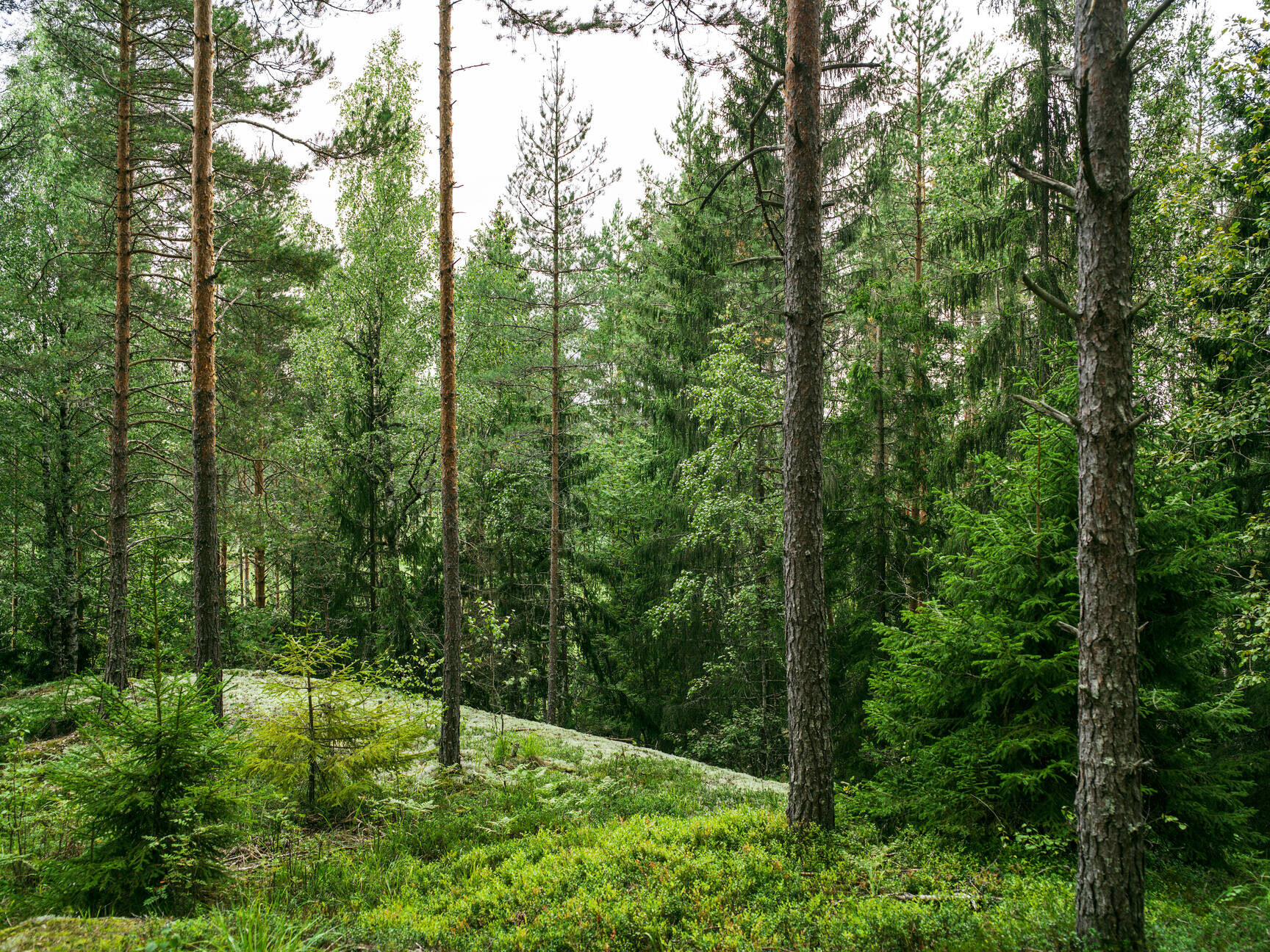 Viitenumeron käyttö: Näin hyödynnät sitä tehokkaasti arjessasi